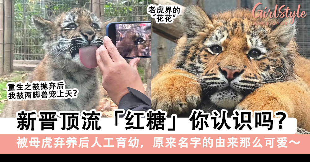 新晋顶流「红糖」你认识吗?被母虎弃养,名字的由来超可爱~