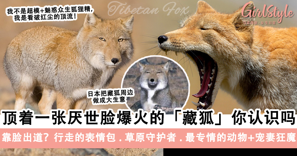 动物界顶流!厌世脸的「藏狐」你认识吗?行走的表情包