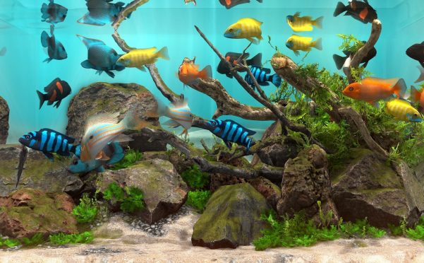 玻璃背后:水族馆模拟器/Behind Glass: Aquarium Simulator
